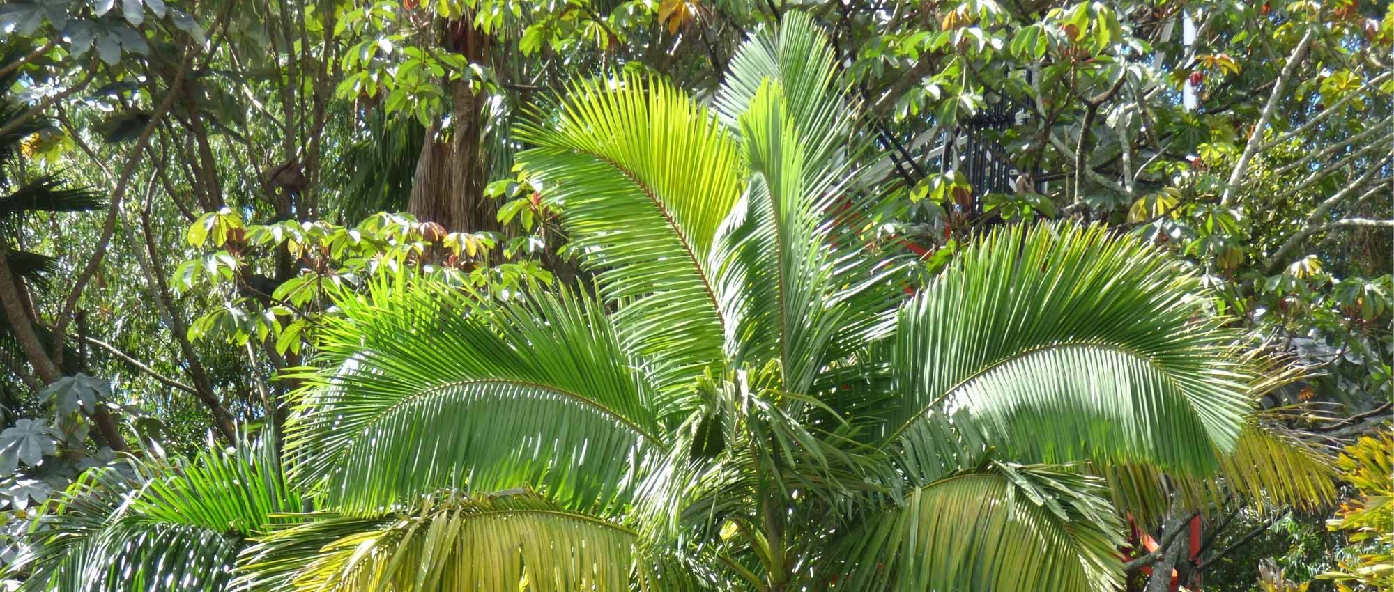 Archontophoenix: planting, growing and caring