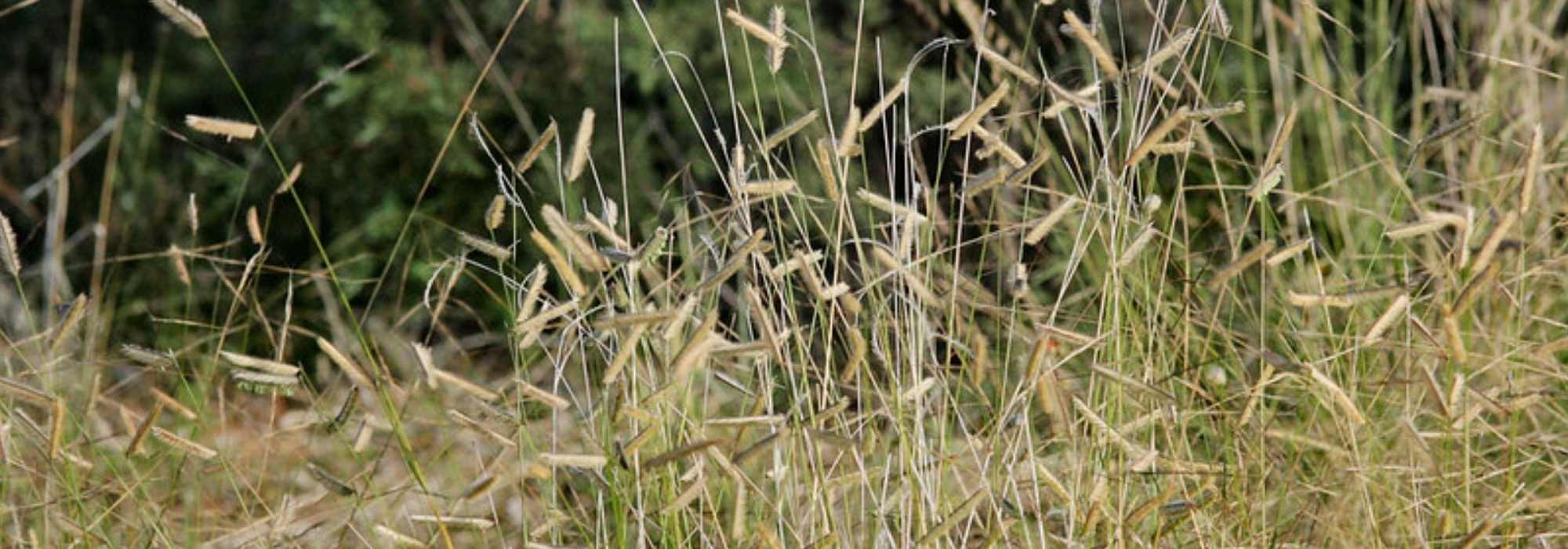 Bouteloua, Boutelou: planting, growing, and care