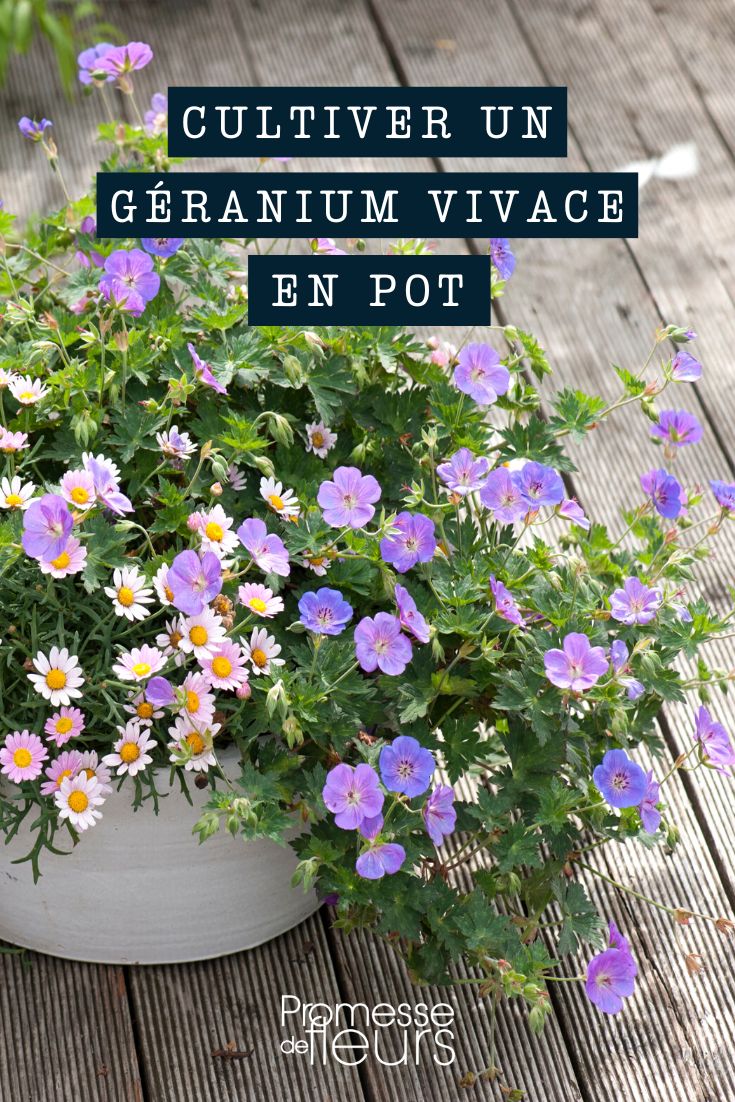 perennial geranium culture in pots and planters