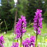 Dactylorhiza: planting, growing, and care
