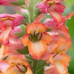 Digiplexis, annual Foxglove: planting and care