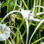 Pairing ideas with Ismene or Spider lily