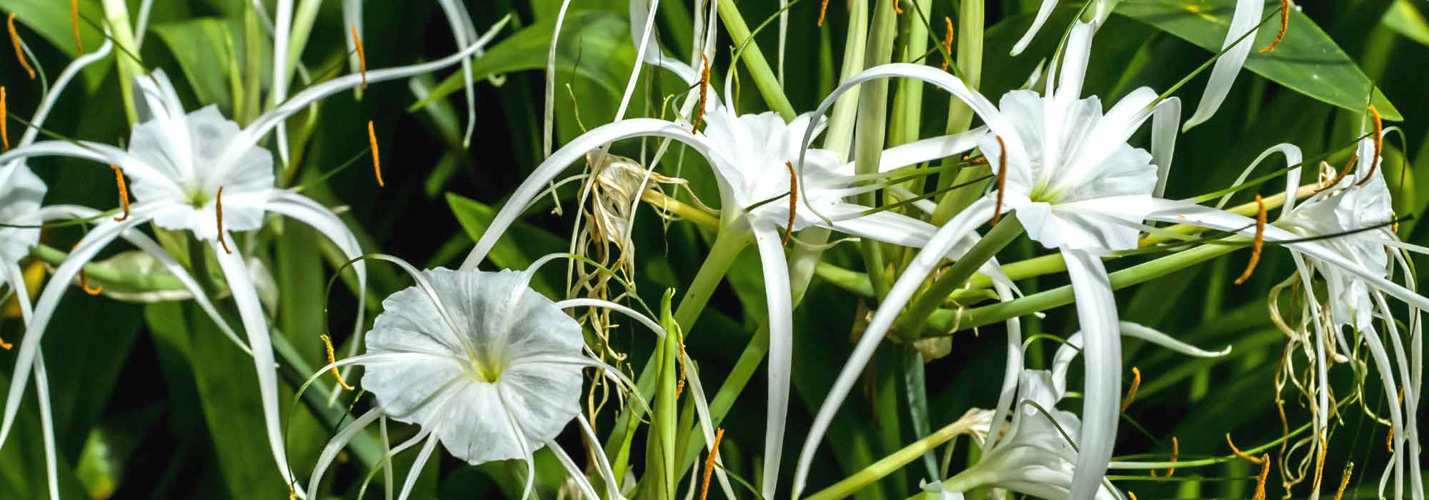 Pairing ideas with Ismene or Spider lily