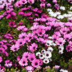 Propagate <em>Osteospermum</em> or African daisy