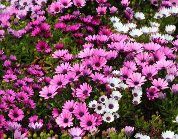 Propagate <em>Osteospermum</em> or African daisy