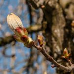 Can we still rely on seasonal and phenological markers in the garden?