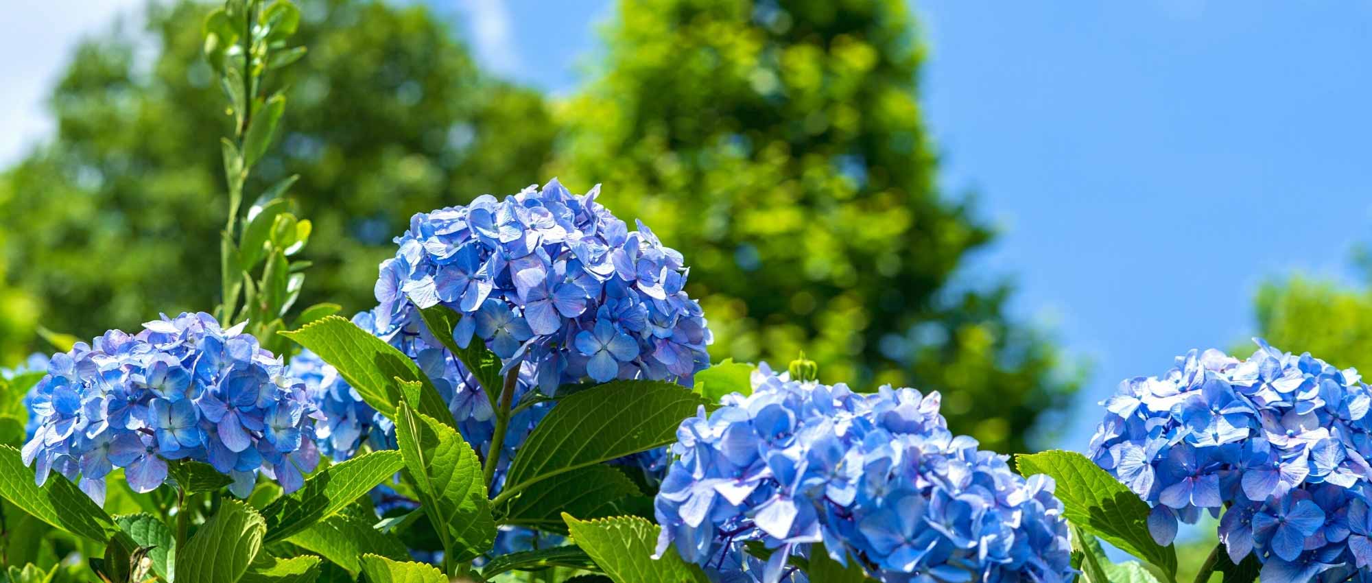 Protect your hydrangeas from heatwaves