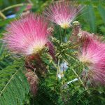 Pairing ideas with Albizia