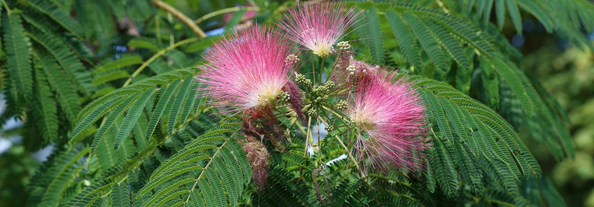 Pairing ideas with Albizia