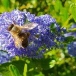 7 drought-resistant melliferous bushes