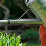 Watering plants during or after a drought