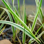 Pairing ideas with Phalaris