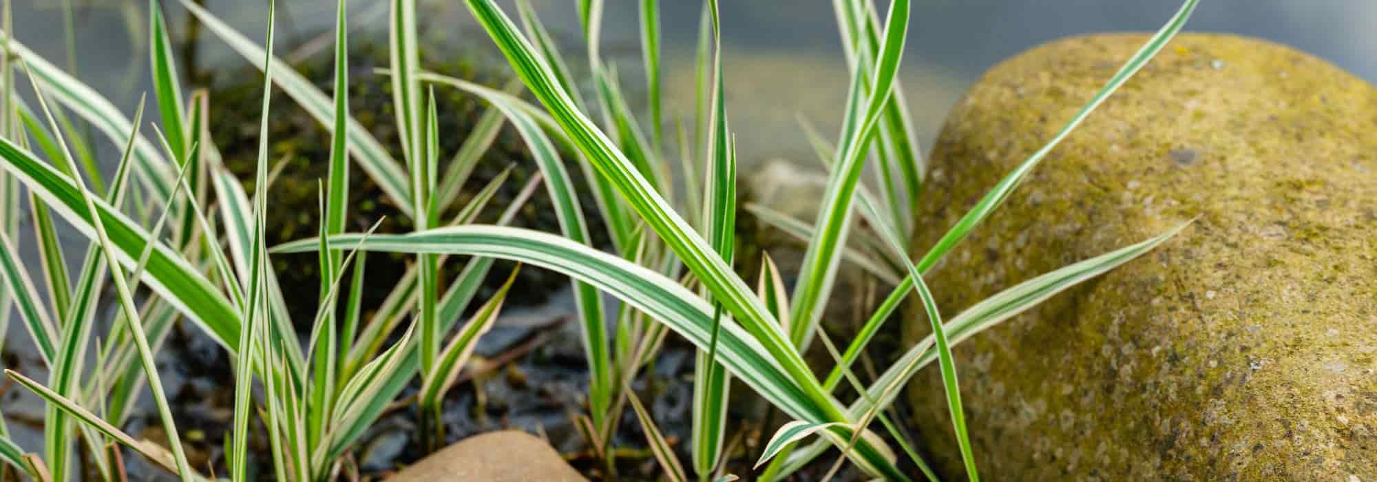 Pairing ideas with Phalaris