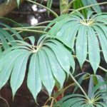 Take a cutting from <em>Schefflera</em>