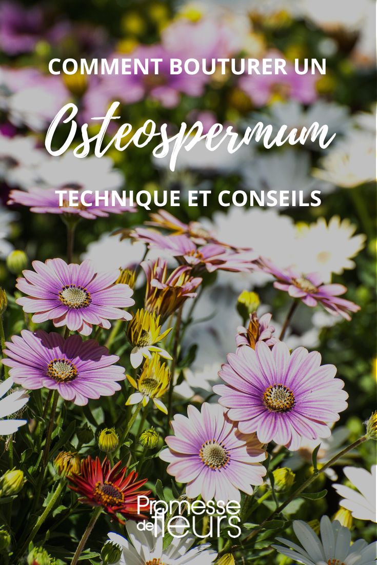 propagating an osteospermum cutting