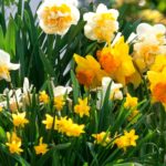 5 easy spring bulbs for beginners