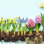 Spring bulbs: the depths guide