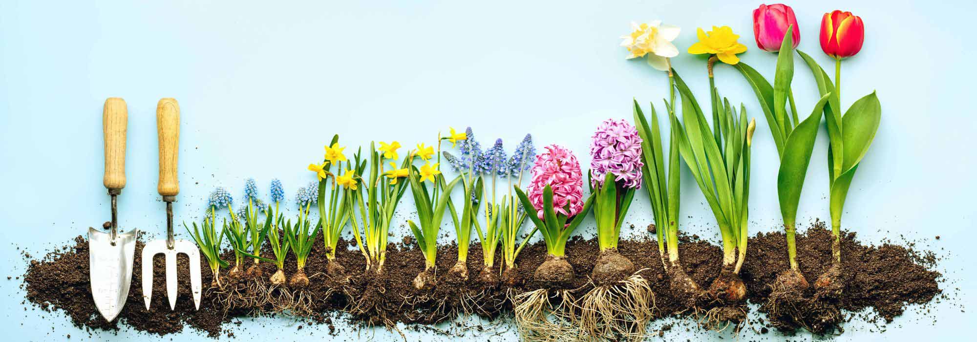 Spring bulbs: the depths guide
