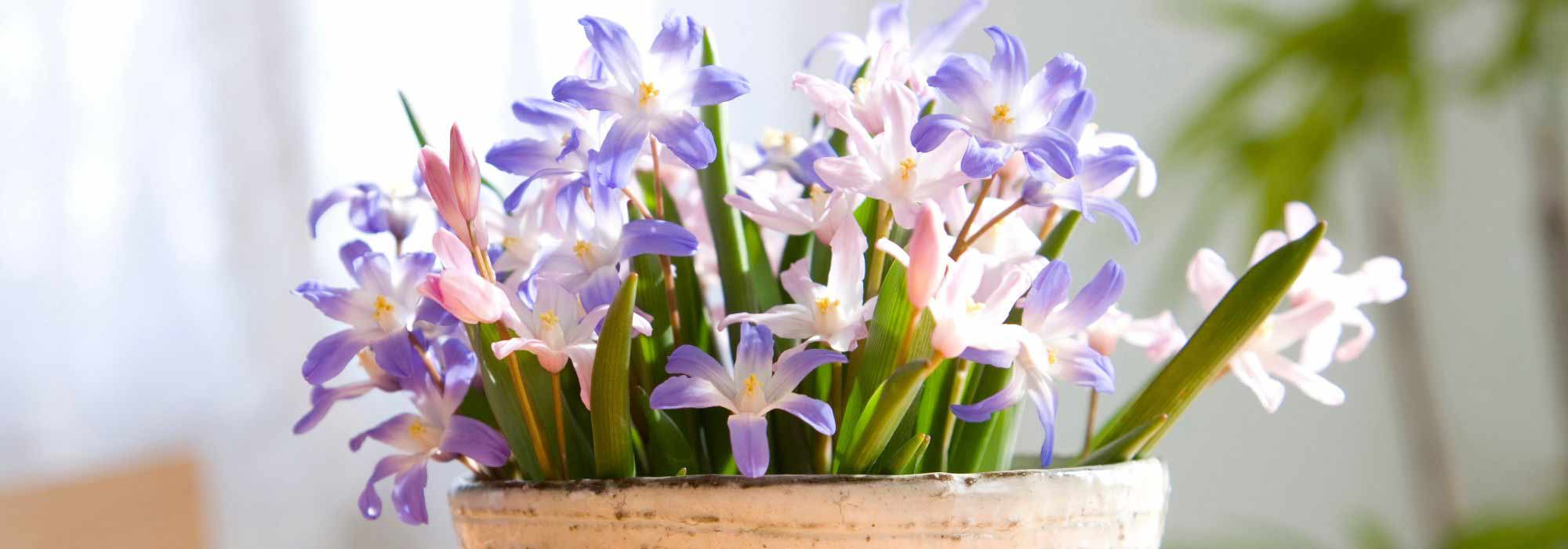 Growing Chionodoxa in pots