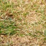 Maintaining the lawn during a heatwave
