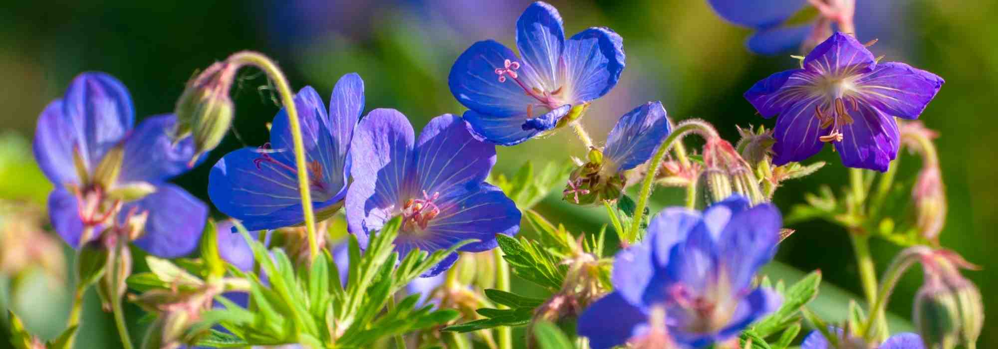 Growing a hardy geranium in a pot