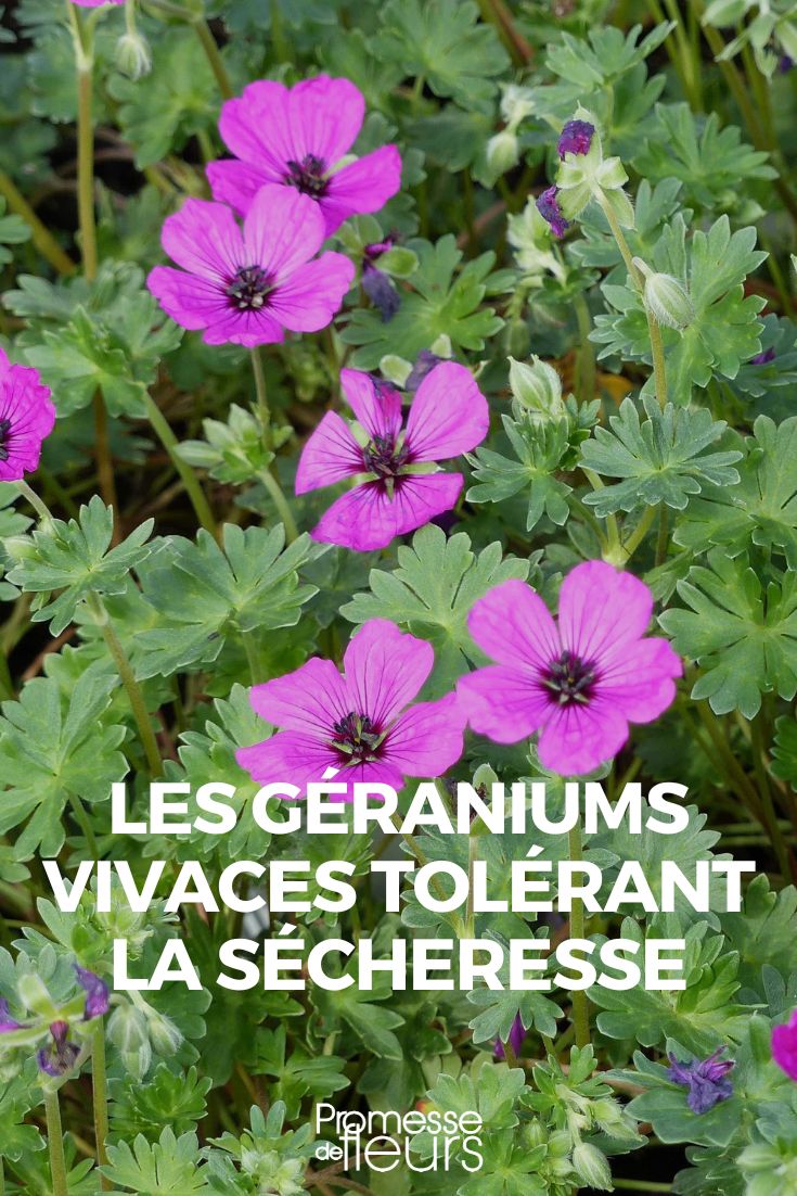 drought-tolerant perennial geraniums