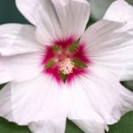 Lovely pairing ideas with hollyhocks