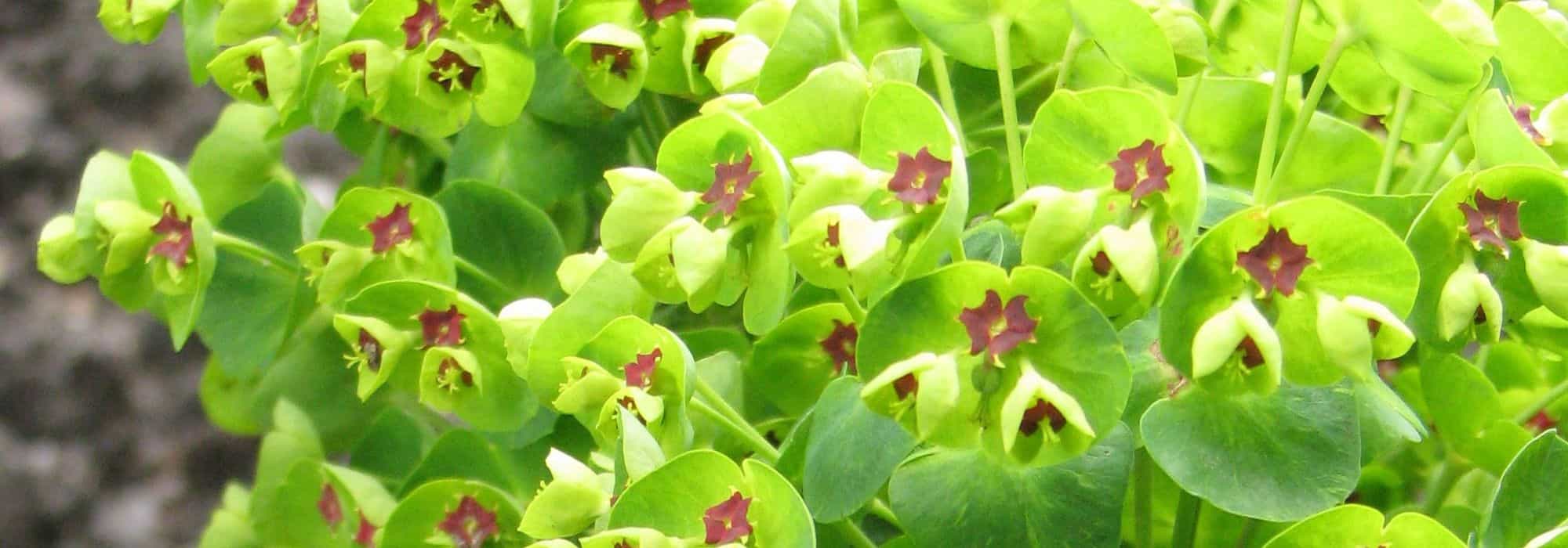 Euphorbias for Dry Soil