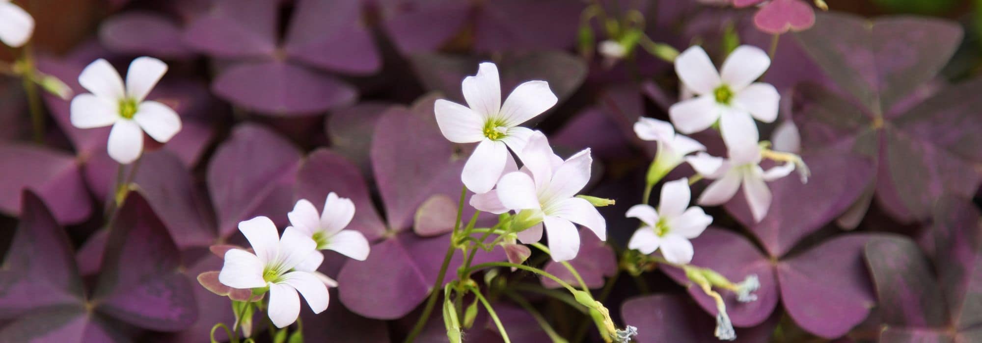 Growing oxalis in pots