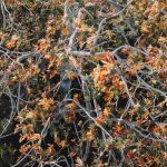 The plants most sensitive to heat and drought