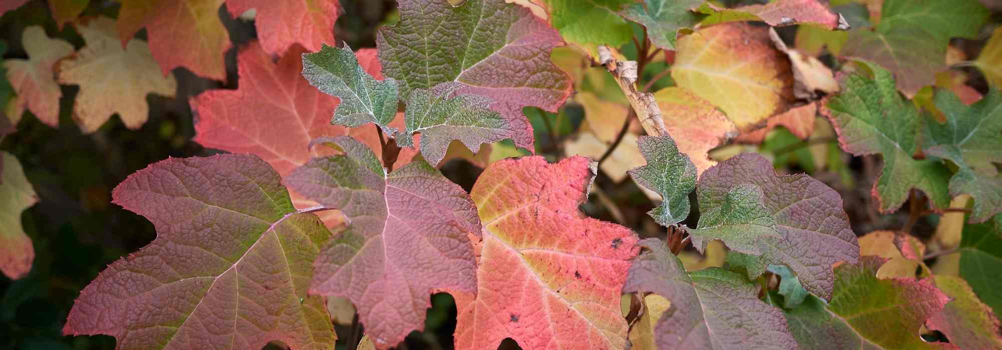 Hydrangeas with stunning autumn colours