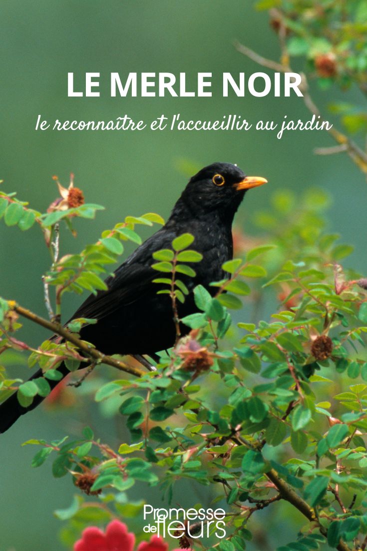 blackbird: all you need to know