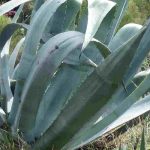 7 hardy succulent plants