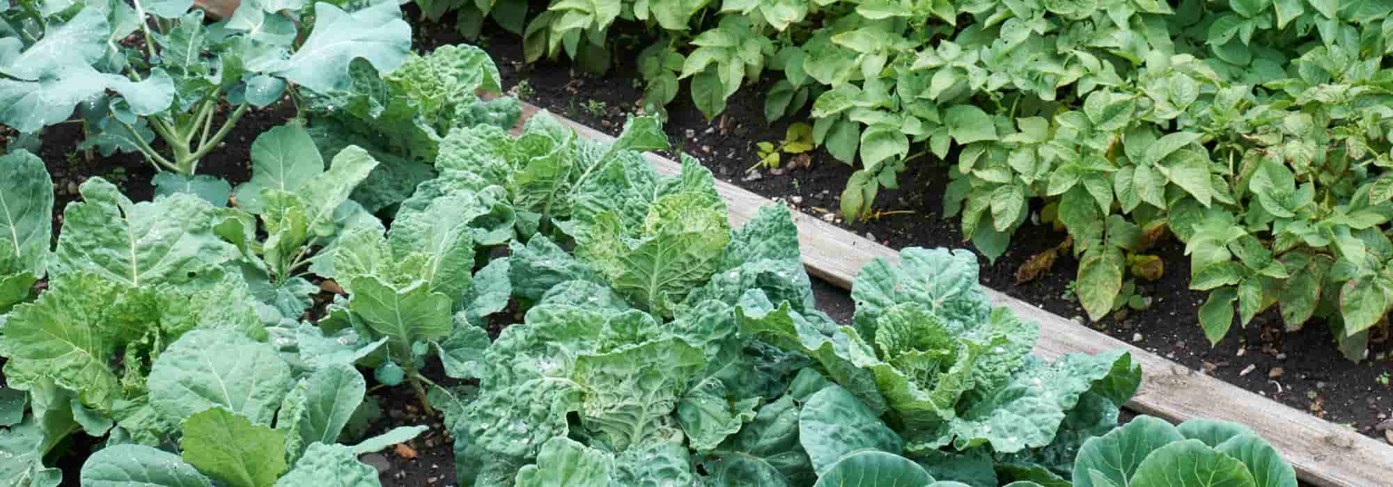 Heatwave: how to maintain (save) your vegetable garden?
