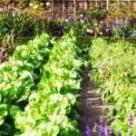 How to naturally improve yields in your vegetable garden?