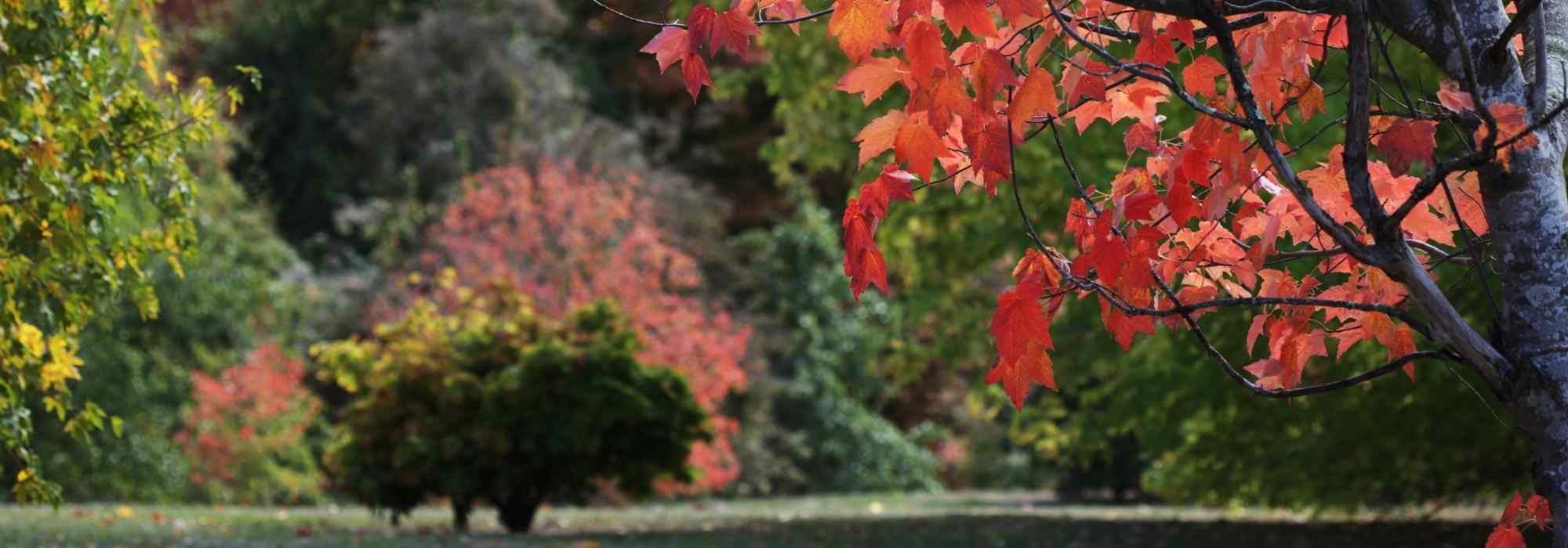 Planting in autumn: is it the best time?