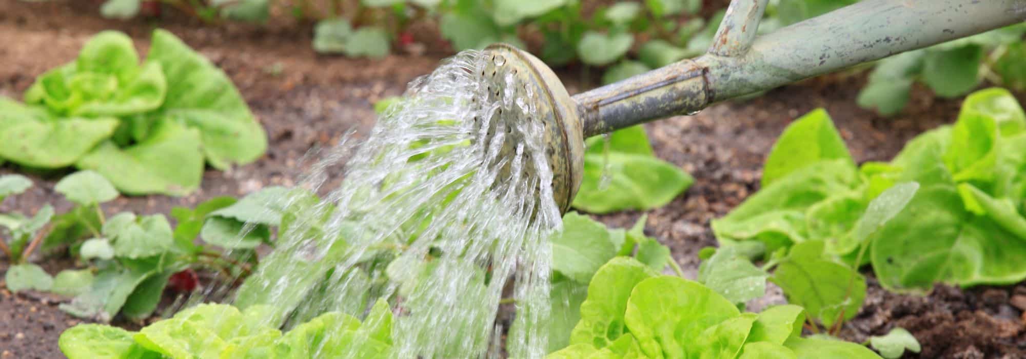 Vegetable garden: which vegetables to water as a priority?