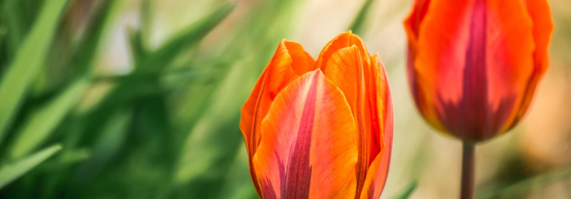 Tulips: our tips to stagger flowering times
