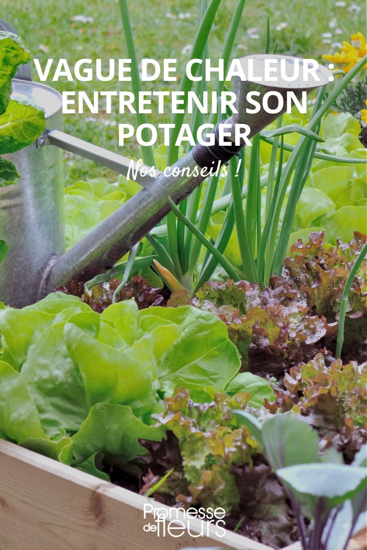 heatwave, maintaining your vegetable garden