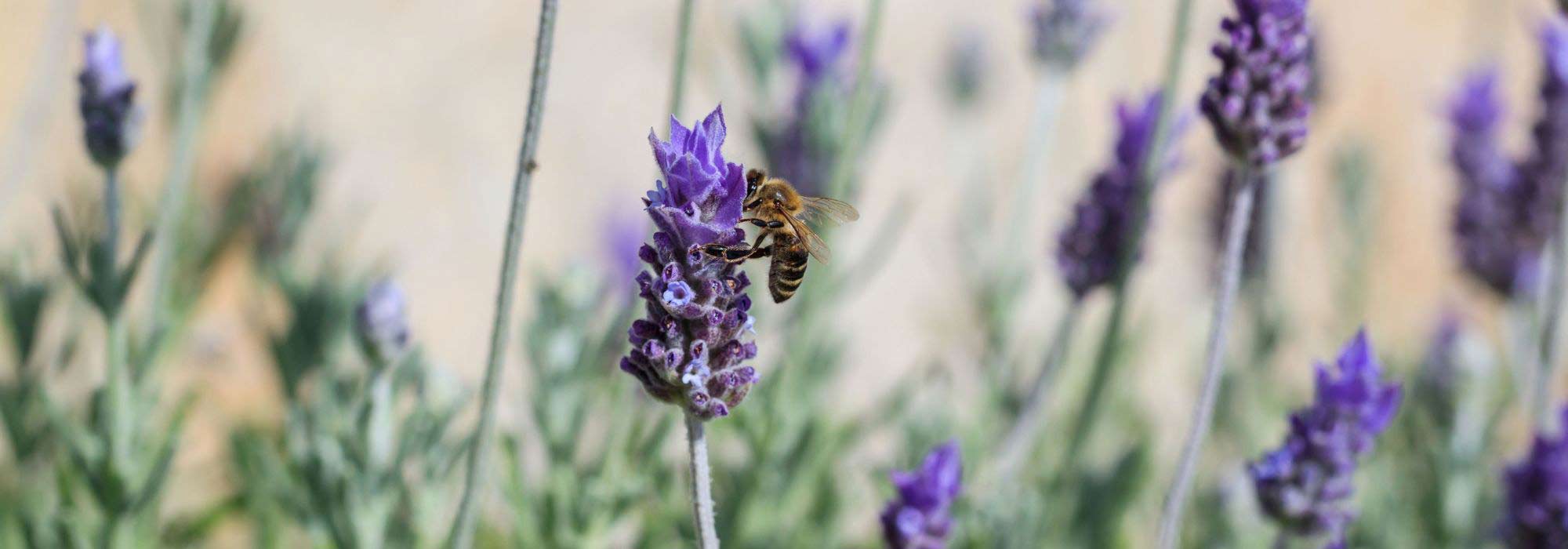 9 drought-resistant melliferous perennials