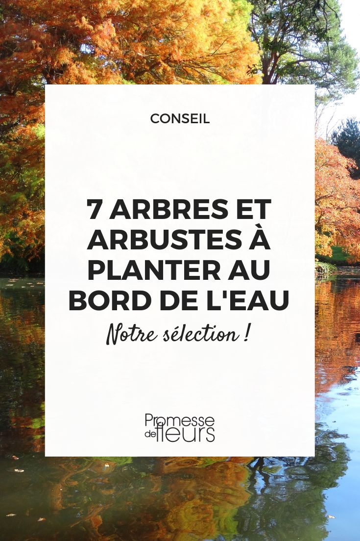 Trees and bushes for damp soil, riverbanks