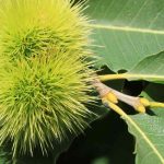 Diseases and Pests of the Sweet Chestnut: Symptoms, Prevention, and Treatments