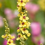 Choosing a Verbascum
