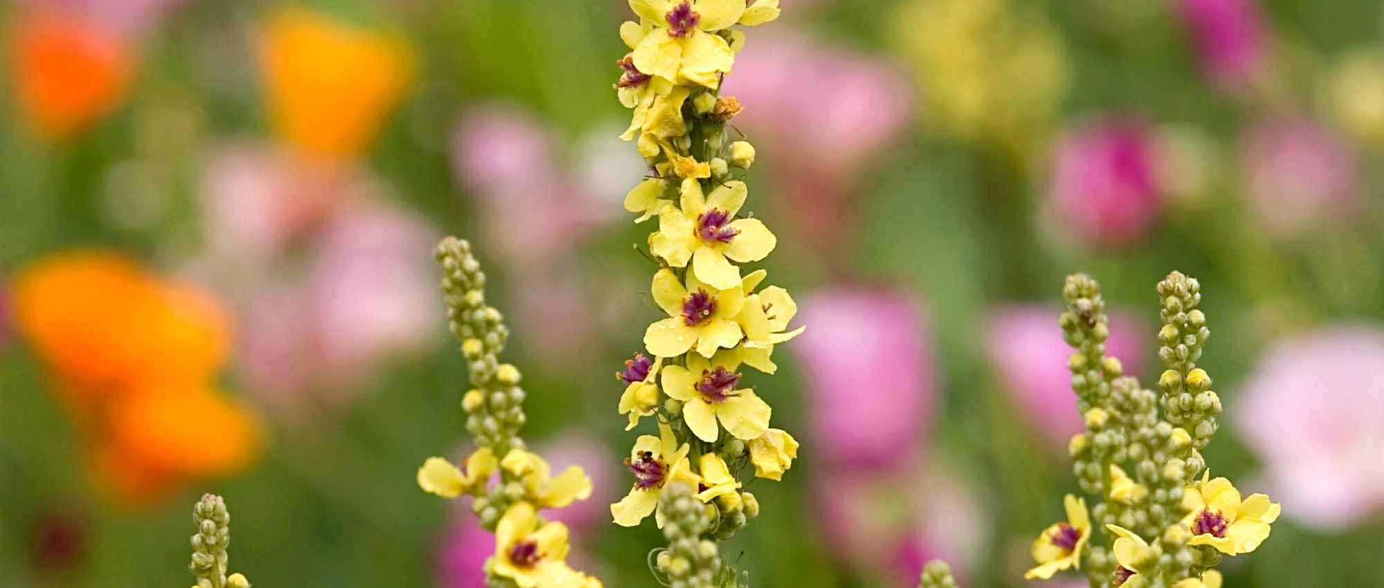 Choosing a Verbascum