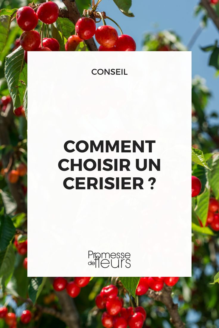 [select id="cerisier" placeholder="Choose a cherry tree"]