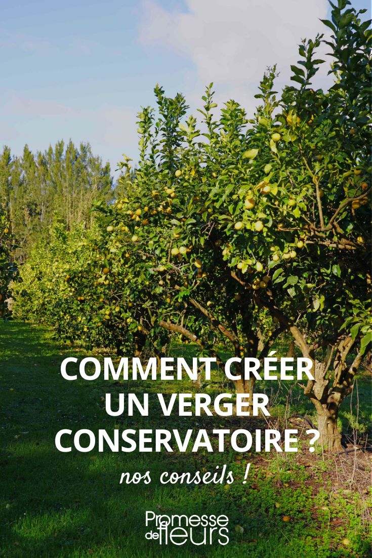 Establishing and planting a heritage orchard