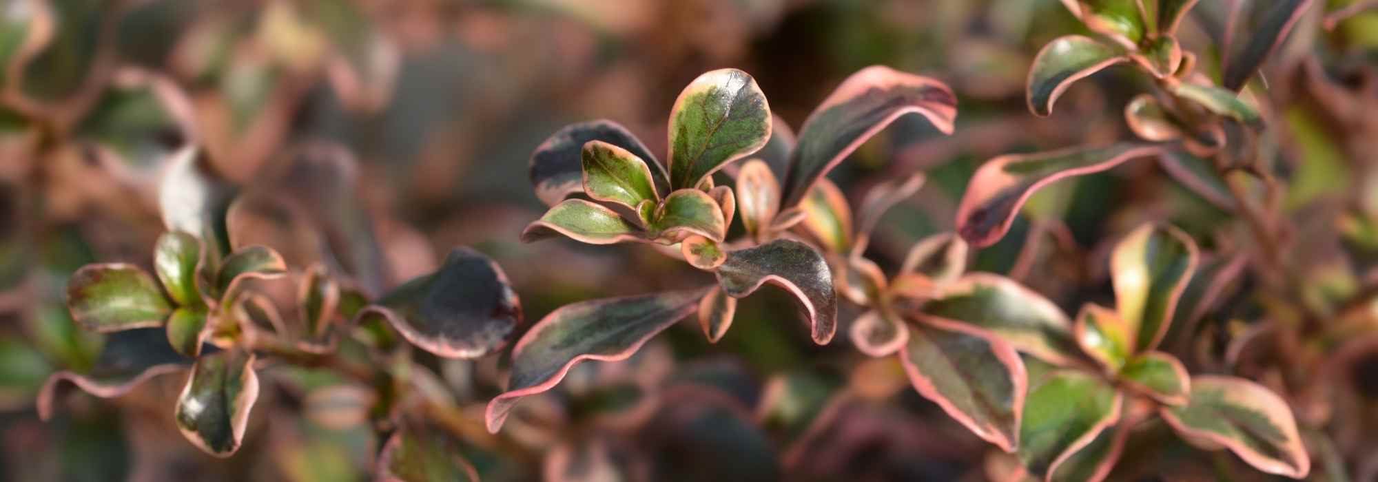 Coprosma, mirror plant: planting, cultivation