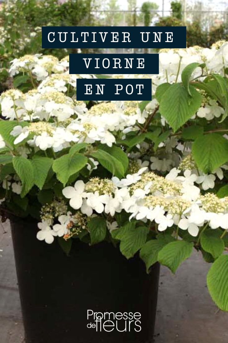 Viburnum: Growing Naked Viburnums in Pots