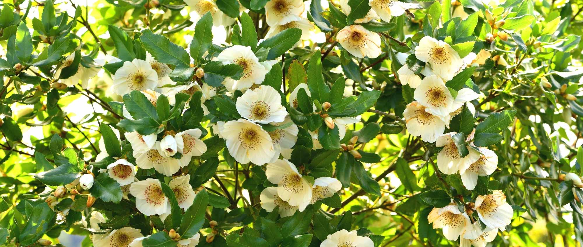Eucryphia: plant, cultivate and maintain