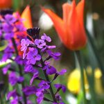 Wallflower: pairing it in the garden or in pots